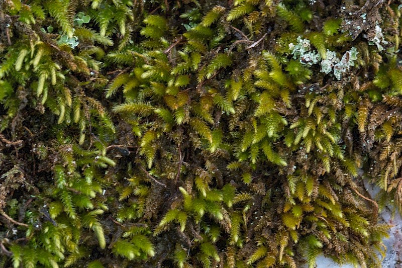 Nogopterium gracile - &copy; Charles Hipkin