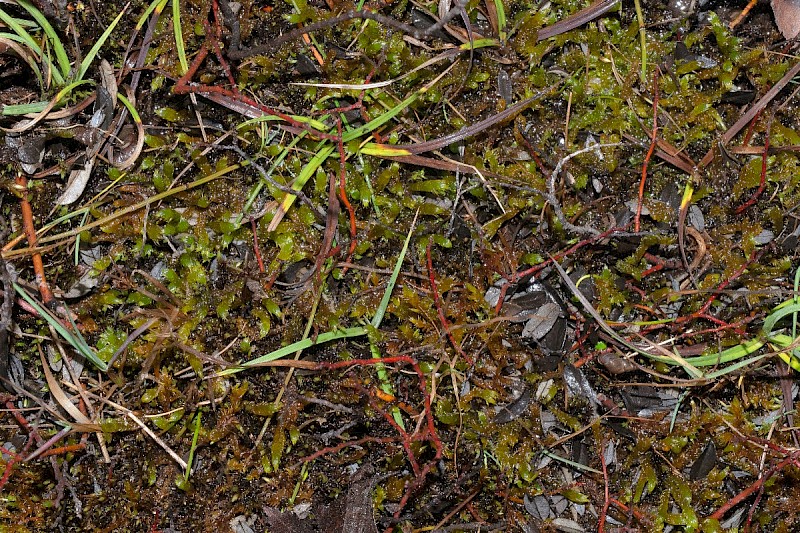 Drepanocladus lycopodioides - &copy; Charles Hipkin