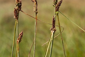 Carex extensa Long-bracted Sedge