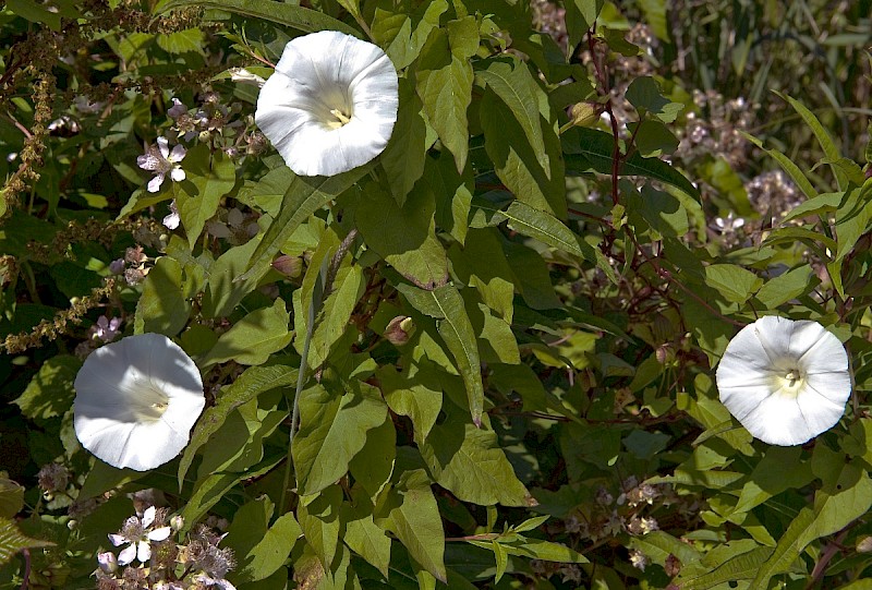 Calystegia silvatica - &copy; Charles Hipkin