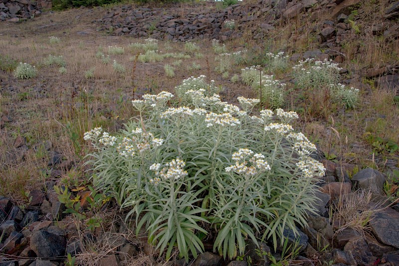 Anaphalis margaritacea - &copy; Charles Hipkin