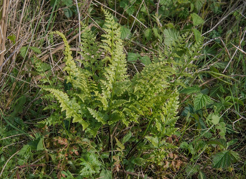 Asplenium adiantum-nigrum - &copy; Charles Hipkin
