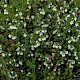 Euphrasia arctica