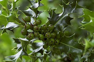 Ilex aquifolium Holly