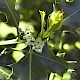 Ilex aquifolium
