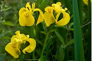 Iris pseudacorus Yellow Iris
