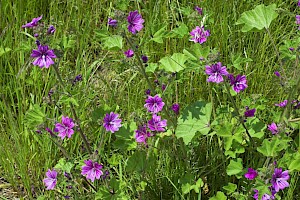 Malva sylvestris Common Mallow