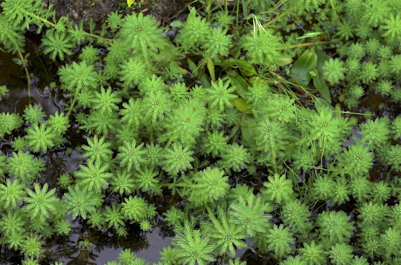 Myriophyllum aquaticum - &copy; Charles Hipkin