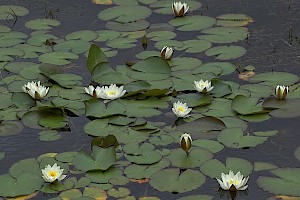 Nymphaea alba White Water-lily