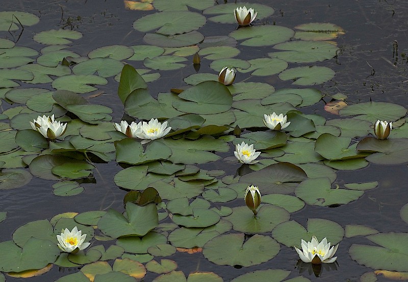 Nymphaea alba - © Charles Hipkin