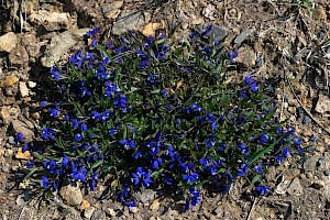 Polygala serpyllifolia Heath Milkwort