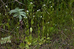 Samolus valerandi Brookweed