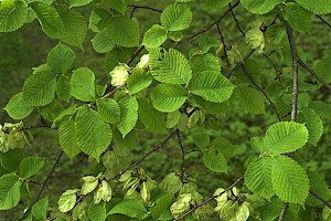 Ulmus glabra Wych Elm