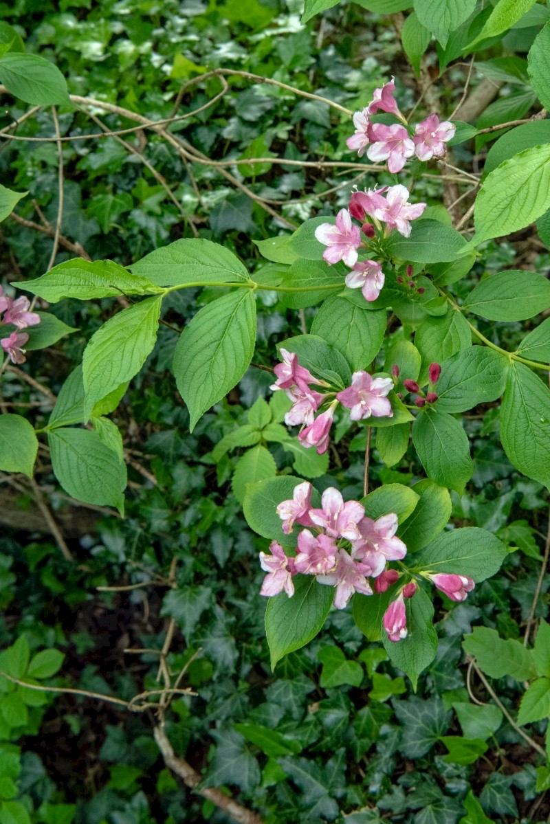 Weigela florida - © Charles Hipkin