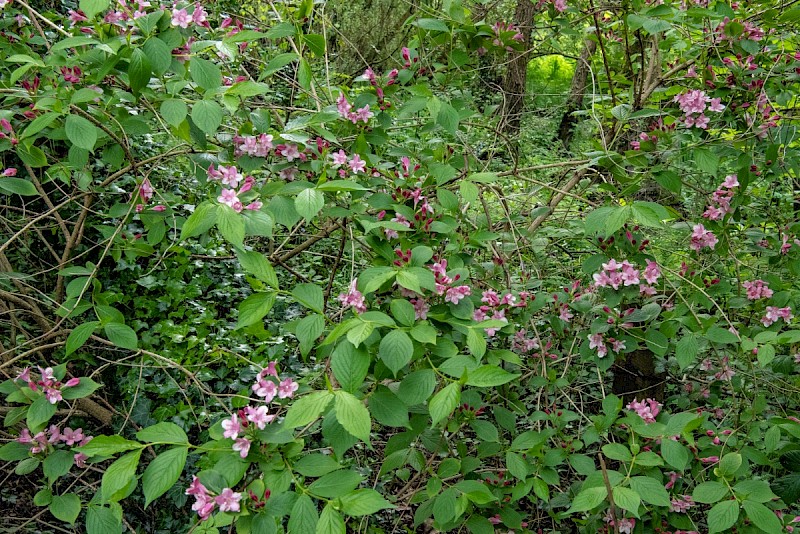 Weigela florida - © Charles Hipkin