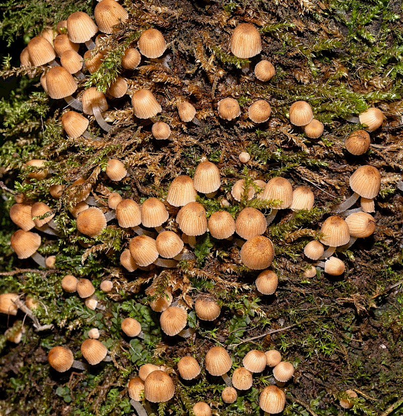 Coprinellus disseminatus - &copy; Charles Hipkin