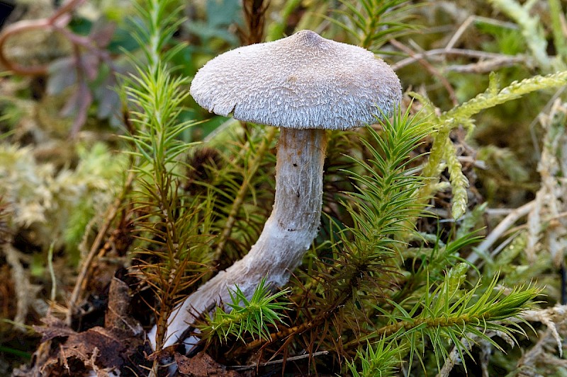 Cortinarius hemitrichus - &copy; Charles Hipkin
