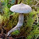 Cortinarius hemitrichus