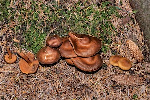 Cortinarius malicorius 