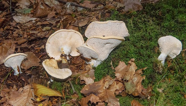 Wood Hedgehog Hydnum repandum