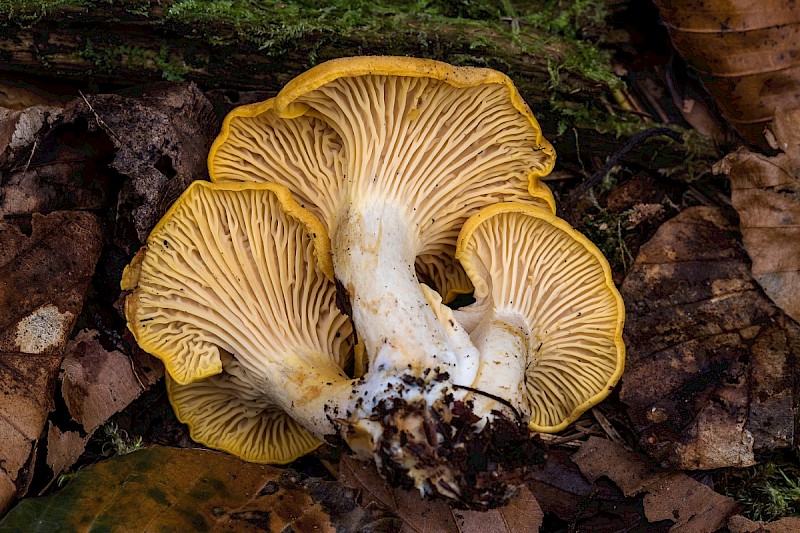 Cantharellus cibarius - &copy; Charles Hipkin