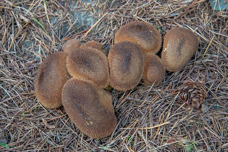 Lycoperdon nigrescens - &copy; Charles Hipkin