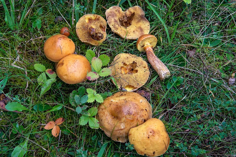 Suillus grevillei - &copy; Charles Hipkin