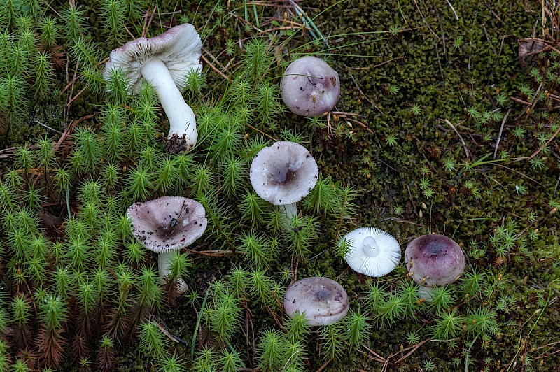 Russula fragilis - &copy; Charles Hipkin