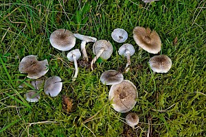 Tricholoma cingulatum Girdled Knight