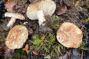 Russula anthracina Coal Brittlegill