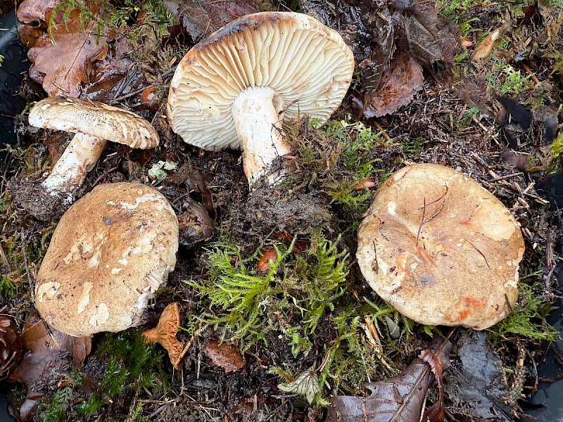 Russula anthracina - &copy; Charles Hipkin