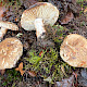 Russula anthracina