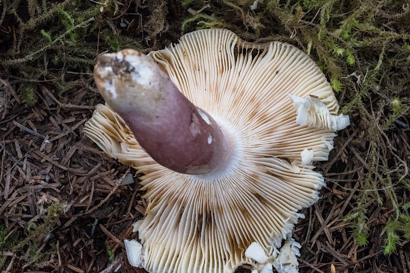 Russula densifolia - &copy; Charles Hipkin
