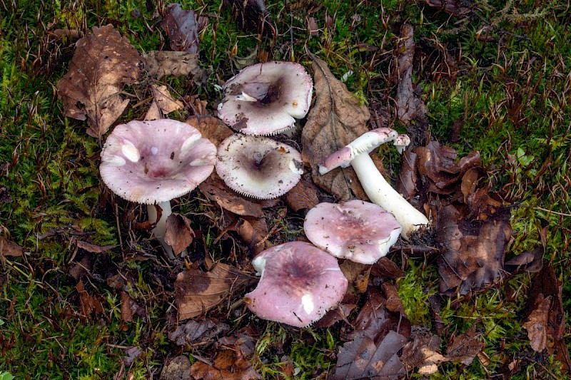 Russula fragilis - &copy; Charles Hipkin