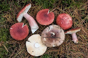 Russula sanguinaria Bloody Brittlegill