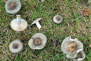 Russula heterophylla Greasy Green Brittlegill