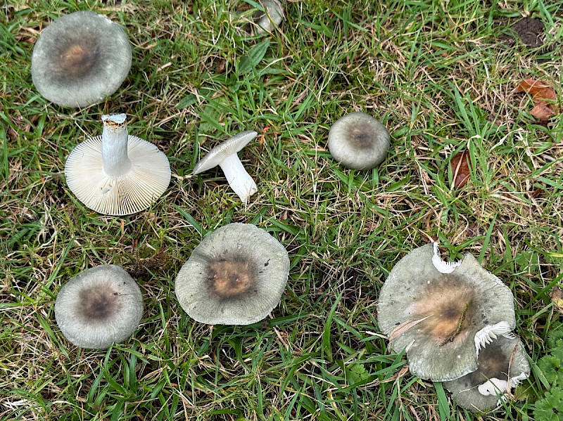 Russula heterophylla - &copy; Charles Hipkin