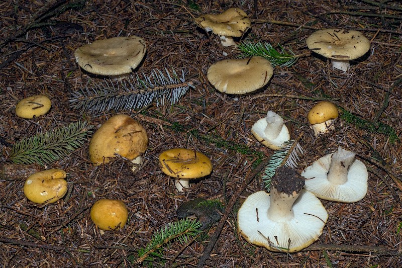 Russula ochroleuca - &copy; Charles Hipkin
