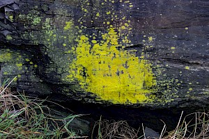 Candelariella vitellina f. vitellina Common Goldspeck Lichen