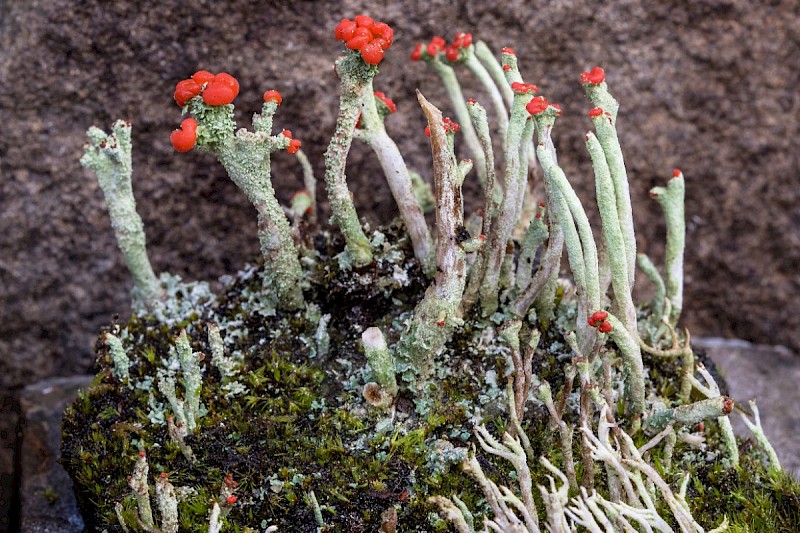 Cladonia macilenta - &copy; Charles Hipkin