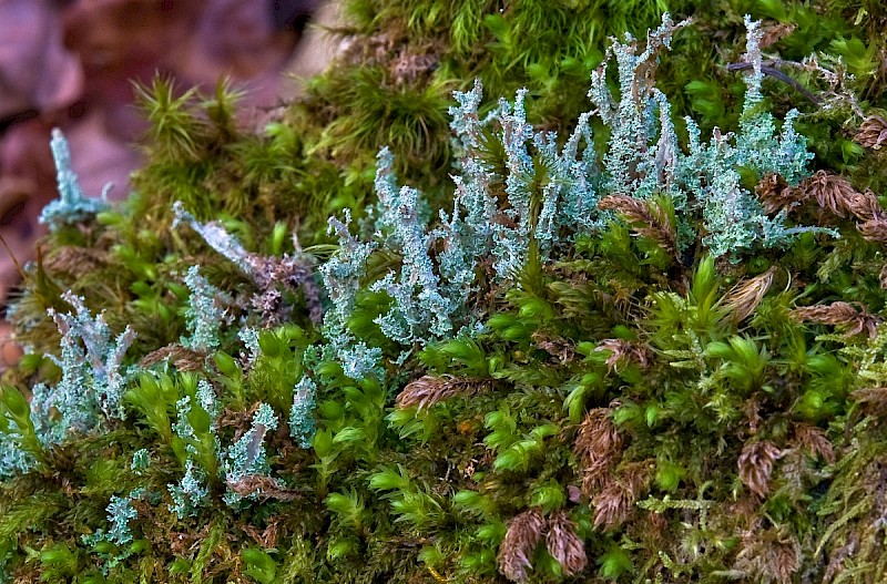 Cladonia squamosa var. squamosa - &copy; Charles Hipkin