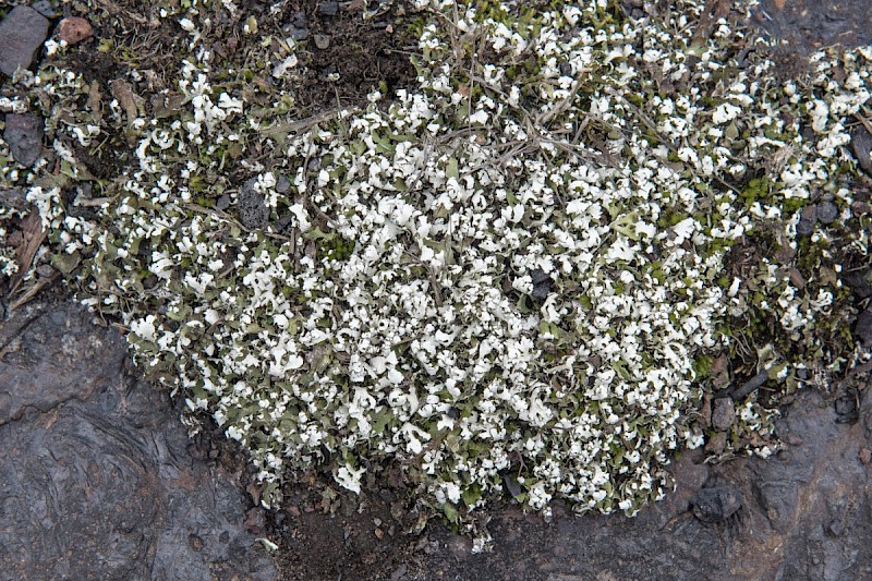 Cladonia subcervicornis - &copy; Charles Hipkin