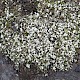 Cladonia subcervicornis