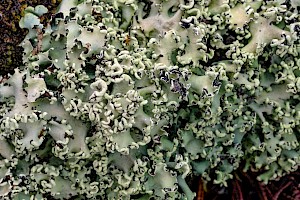 Parmotrema perlatum Powdered Ruffle Lichen