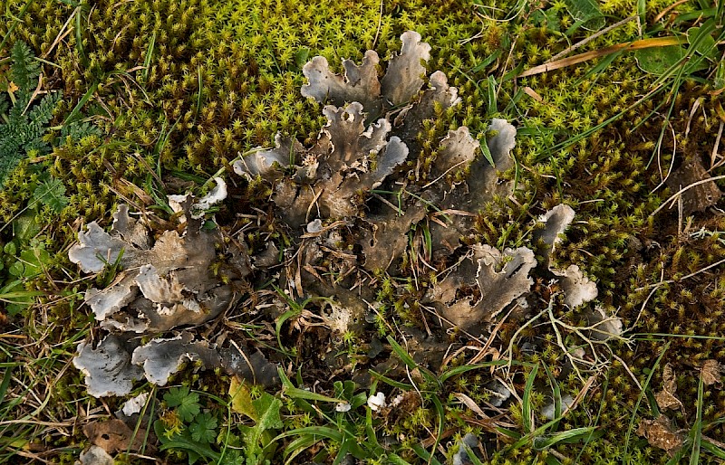Peltigera canina - &copy; Charles Hipkin