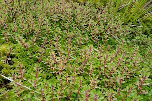 Lythrum portula Water-purslane