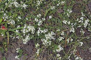 Galium saxatile Heath Bedstraw