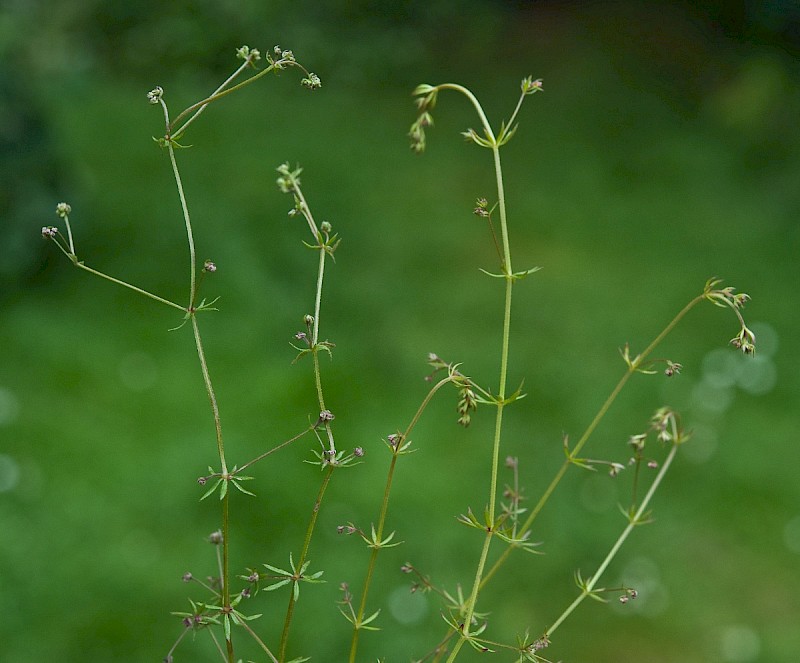 Galium parisiense - © Charles Hipkin