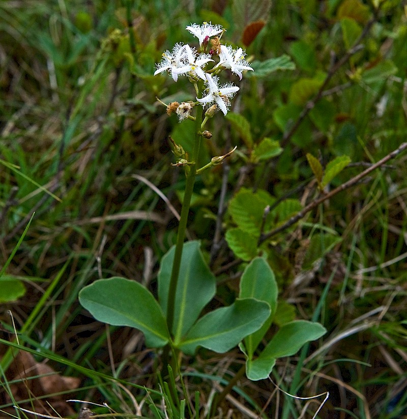 Menyanthes trifoliata - © Charles Hipkin