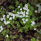 Oxalis acetosella